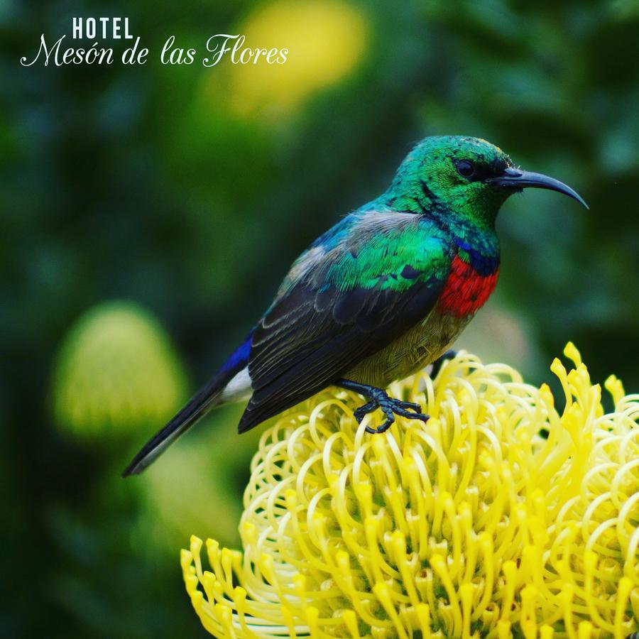 Hotel Meson De Las Flores Armenia  Luaran gambar